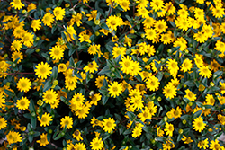 Tsavo Compact Yellow Creeping Zinnia (Sanvitalia procumbens 'Tsavo Compact Yellow') at Lakeshore Garden Centres