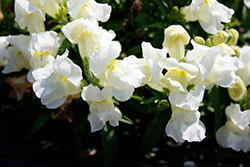 Snapshot White Snapdragon (Antirrhinum majus 'PAS409664') at Lakeshore Garden Centres