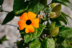 Sunny Susy New Orange Black-Eyed Susan (Thunbergia alata 'Sunny Susy Orange Eye') at Lakeshore Garden Centres