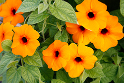 TowerPower Orange Black-Eyed Susan (Thunbergia alata 'TowerPower Orange') at Lakeshore Garden Centres