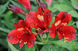 Inticancha Doba Alstroemeria (Alstroemeria 'Tesdoba') at Lakeshore Garden Centres