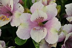 Inticancha Moon Alstroemeria (Alstroemeria 'Inticancha Moon') at Lakeshore Garden Centres