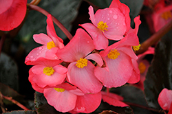 Bionic Bronze Leaf Rose Begonia (Begonia 'Bionic Bronze Leaf Rose') at Lakeshore Garden Centres