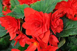 Nonstop Joy Red Begonia (Begonia 'Nonstop Joy Red') at Lakeshore Garden Centres