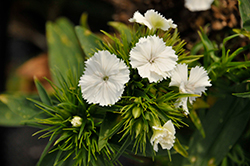 Barbarini White Sweet William (Dianthus barbatus 'Barbarini White') at Lakeshore Garden Centres