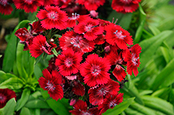 Barbarini Red Sweet William (Dianthus barbatus 'Barbarini Red') at Lakeshore Garden Centres