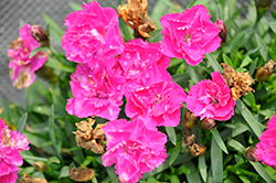 Beauties Melinda Pinks (Dianthus 'Melinda') at Lakeshore Garden Centres