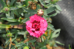 Constant Beauty Crush Pomegranate Pinks (Dianthus 'Constant Beauty Crush Pomegranate') at Lakeshore Garden Centres