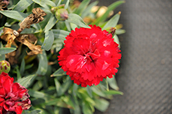 Constant Beauty Crush Red Pinks (Dianthus 'Constant Beauty Crush Red') at Lakeshore Garden Centres