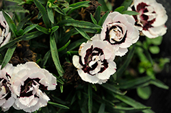 Constant Beauty Crush Wine Pinks (Dianthus 'Constant Beauty Crush Wine') at Lakeshore Garden Centres