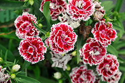 Constant Promise Cherry Frost Pinks (Dianthus 'Constant Promise Cherry Frost') at Lakeshore Garden Centres