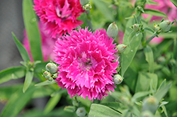 Elegance Lavender Pinks (Dianthus 'Elegance Lavender') at Lakeshore Garden Centres