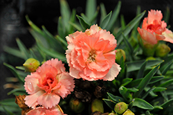 Sunflor Cody Carnation (Dianthus caryophyllus 'Sunflor Cody') at Lakeshore Garden Centres