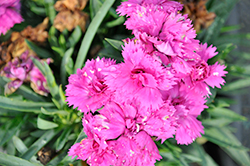 Sunflor Hailey Carnation (Dianthus caryophyllus 'Sunflor Hailey') at Lakeshore Garden Centres