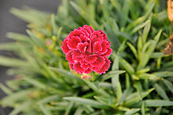 Sunflor Riley Carnation (Dianthus caryophyllus 'Sunflor Riley') at Lakeshore Garden Centres