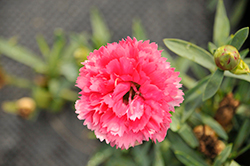 Sunflor Skylar Carnation (Dianthus caryophyllus 'HILSKYL') at Lakeshore Garden Centres