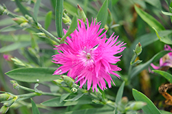 Supra Purple Pinks (Dianthus 'Supra Purple') at Lakeshore Garden Centres