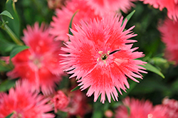 Supra Salmon Pinks (Dianthus 'Supra Salmon') at Lakeshore Garden Centres