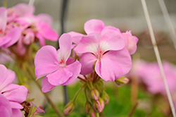 Sunrise Lavender Geranium (Pelargonium 'KLEPZ22586') at Lakeshore Garden Centres