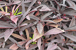 Illusion Penny Lace Sweet Potato Vine (Ipomoea batatas ''NCORNSP-030ILPL') at Lakeshore Garden Centres