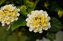 Bandolista Coconut (Lantana camara 'Bandolista Coconut') at Lakeshore Garden Centres