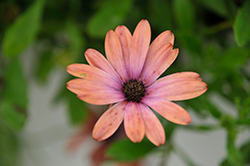 Bright Lights Horizon Sunset African Daisy (Osteospermum 'Bright Lights Horizon Sunset') at Lakeshore Garden Centres