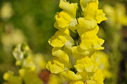 Rocket Golden Snapdragon (Antirrhinum majus 'Rocket Golden') at Lakeshore Garden Centres
