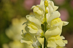 Rocket Lemon Snapdragon (Antirrhinum majus 'Rocket Lemon') at Lakeshore Garden Centres
