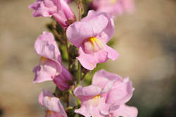 Rocket Orchid Snapdragon (Antirrhinum majus 'Rocket Orchid') at Lakeshore Garden Centres