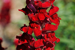Rocket Red Snapdragon (Antirrhinum majus 'Rocket Red') at Lakeshore Garden Centres