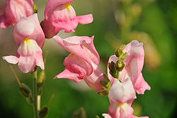 Rocket Rose Shades Snapdragon (Antirrhinum majus 'Rocket Rose Shade') at Lakeshore Garden Centres