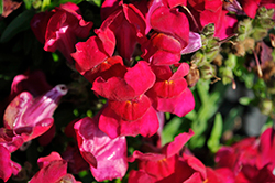 Snapshot Burgundy Snapdragon (Antirrhinum majus 'PAS409127') at Lakeshore Garden Centres