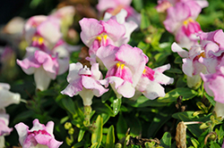 Snapshot Plumblossom Snapdragon (Antirrhinum majus 'PAS409642') at Lakeshore Garden Centres
