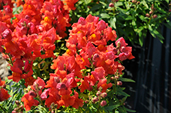 Snaptastic Orange Flame Snapdragon (Antirrhinum majus 'Snaptastic Orange Flame') at Lakeshore Garden Centres