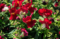 Snaptini Burgundy Bicolor Snapdragon (Antirrhinum majus 'Snaptini Burgundy Bicolor') at Lakeshore Garden Centres