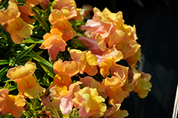 Snaptini Peach Snapdragon (Antirrhinum majus 'Snaptini Peach') at Lakeshore Garden Centres