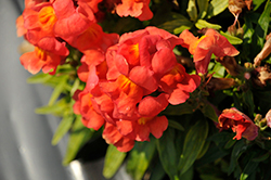 Snaptini Sunglow Orange Snapdragon (Antirrhinum majus 'Snaptini Sunglow Orange') at Lakeshore Garden Centres