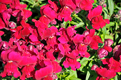 Snaptini Violet Snapdragon (Antirrhinum majus 'Snaptini Violet') at Lakeshore Garden Centres