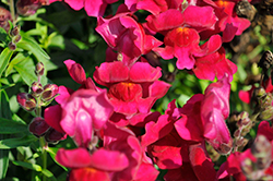 Sonnet Burgundy Snapdragon (Antirrhinum majus 'Sonnet Burgundy') at Lakeshore Garden Centres