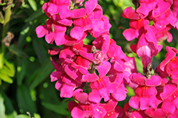 Speedy Sonnet Purple Snapdragon (Antirrhinum majus 'Speedy Sonnet Purple') at Lakeshore Garden Centres