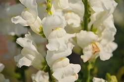 Rocket White Snapdragon (Antirrhinum majus 'Rocket White') at Lakeshore Garden Centres