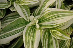 Pistachio White Spiderwort (Tradescantia 'Pistachio White') at Lakeshore Garden Centres