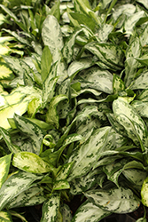 Mystic Marble Chinese Evergreen (Aglaonema 'Mystic Marble') at Lakeshore Garden Centres