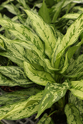 Romeo Chinese Evergreen (Aglaonema 'Romeo') at Lakeshore Garden Centres