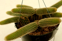 Monkey Tail Cactus (Cleistocactus colademononis) at Lakeshore Garden Centres