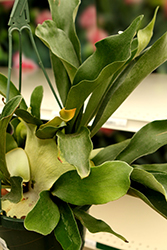 Netherlands Staghorn Fern (Platycerium bifurcatum 'Netherlands') at Lakeshore Garden Centres