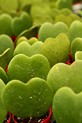 Sweetheart Plant (Hoya kerrii) at Golden Acre Home & Garden
