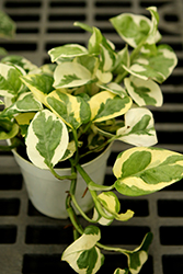 Beautifall N'Joy Pothos (Epipremnum aureum 'N'Joy') at Golden Acre Home & Garden