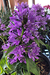 Bellefleur Blue Clustered Bellflower (Campanula glomerata 'Bellefleur Blue') at Lakeshore Garden Centres