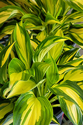 Lakeside Little Tuft Hosta (Hosta 'Lakeside Little Tuft') at Lakeshore Garden Centres